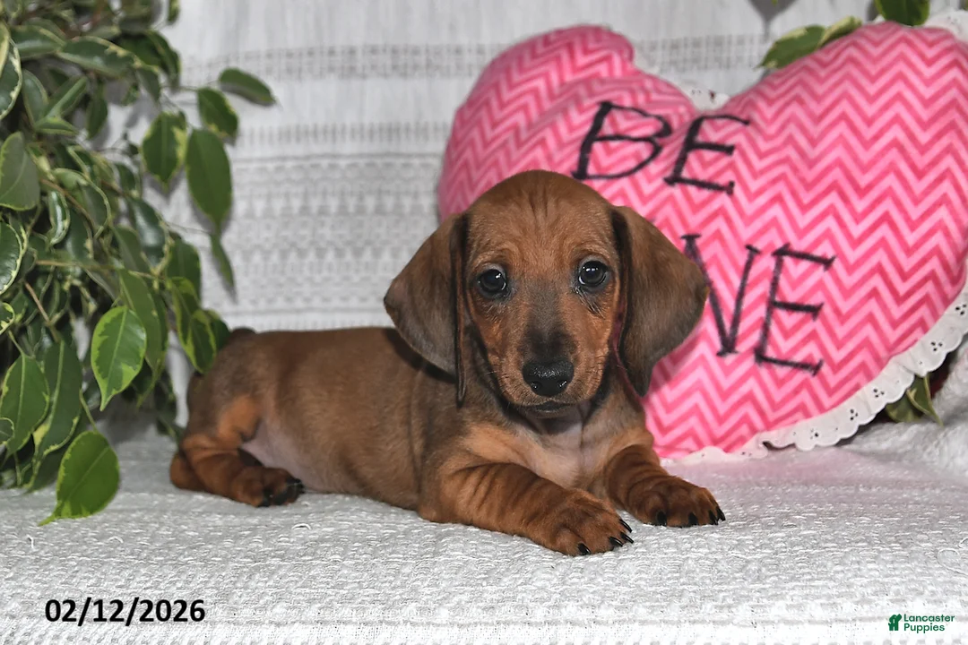 Miniature Dachshund dogs for sale: Hunter - Ad 4