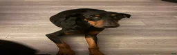 Doberman Pinscher dogs for sale: Doberman Pinscher Puppy 1 - Ad 4