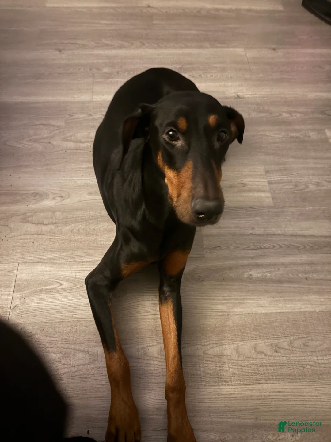 Doberman Pinscher dogs for sale: Doberman Pinscher Puppy 1 - Ad 4