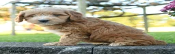 Mini Goldendoodle dogs for sale: Camelot - Ad 3