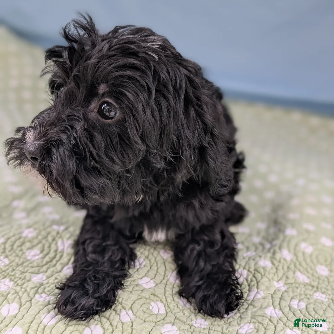 Mixed Breed dogs for sale: Flores (Flower) - Ad 10