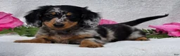 Miniature Dachshund dogs for sale: Chadrick - Ad 2