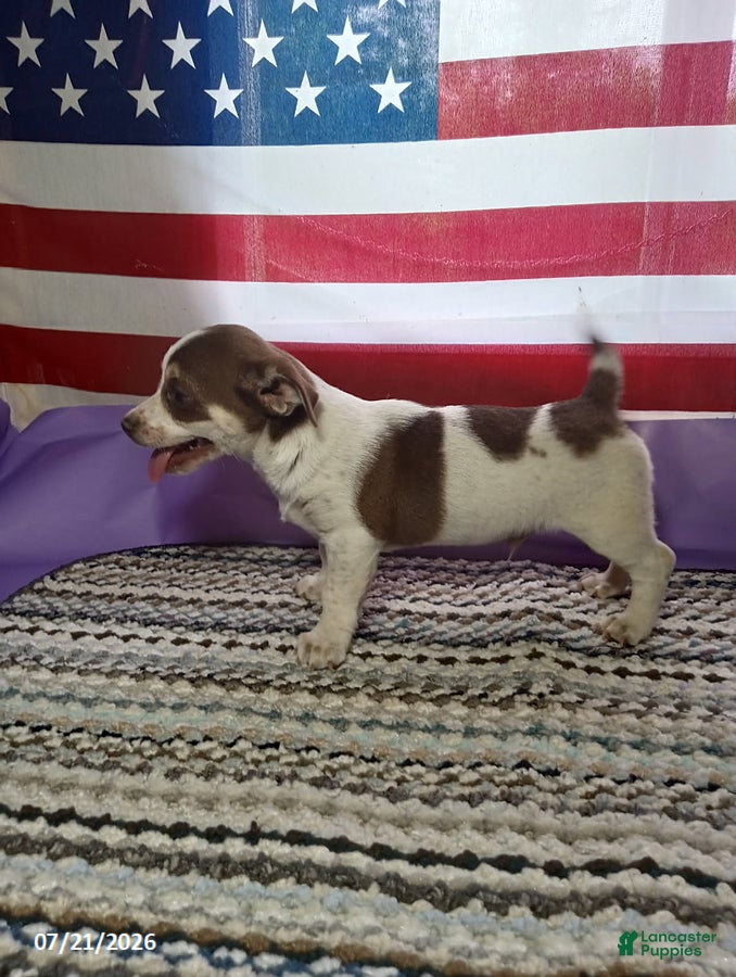Chihuahua dogs Brownie - Ad 1