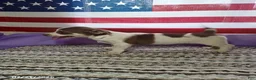 Chihuahua dogs for sale: Brownie - Ad 1