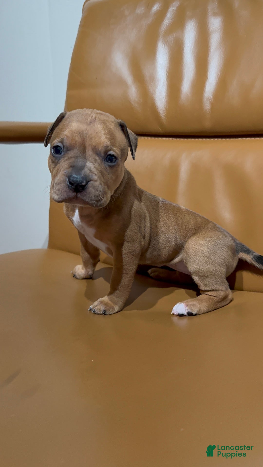 American Bully dogs for sale: American Bully Puppy 1 - Ad 2