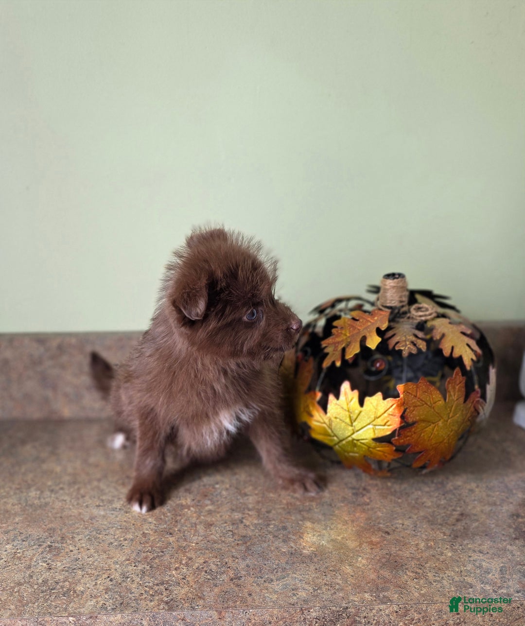 Mixed Breed dogs for sale: Mixed Breed Puppy 2 - Ad 4