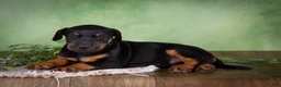 Mixed Breed dogs for sale: Molly - Ad 4