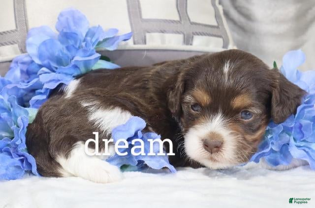 Cavapoo dogs Anchor - Ad 1