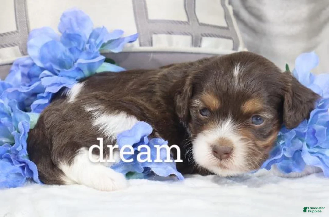 Cavapoo dogs for sale: Anchor - Ad 1