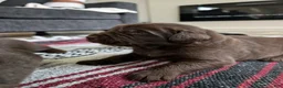 Newfoundland dogs for sale: Honor  - Ad 7
