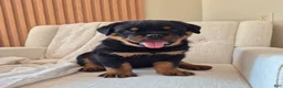 Rottweiler dogs for sale: Bruno - Ad 4