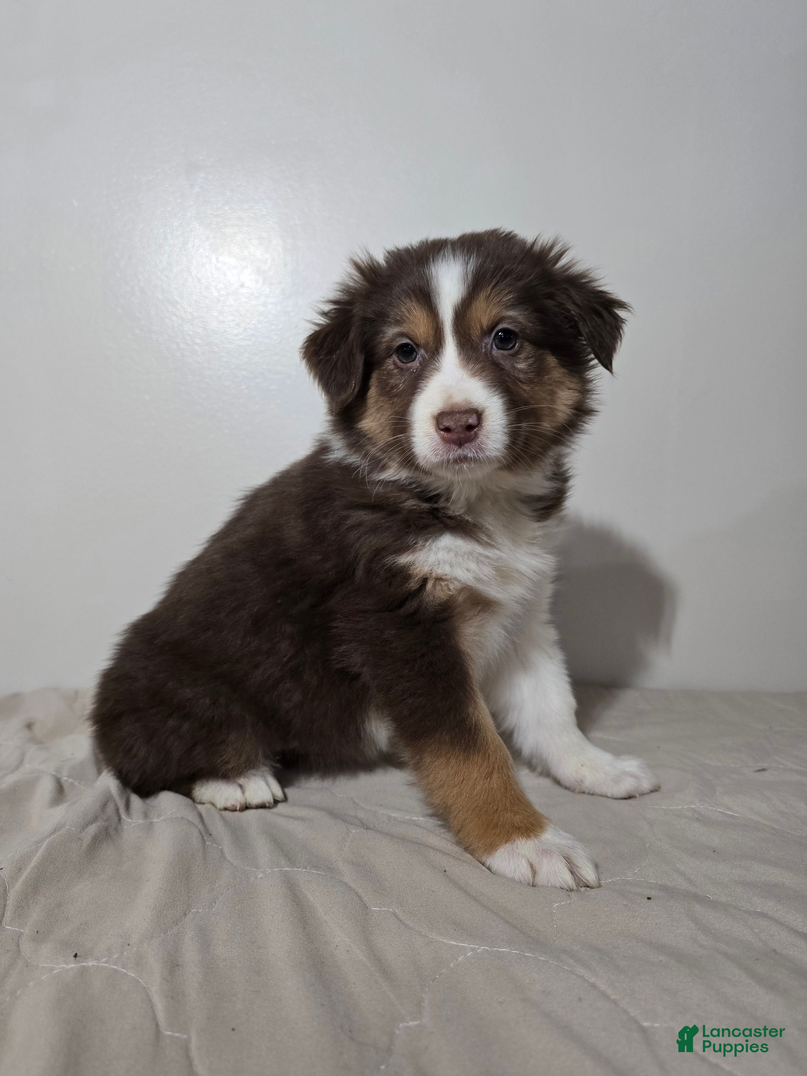 Australian Shepherd dogs Spice - Ad 1