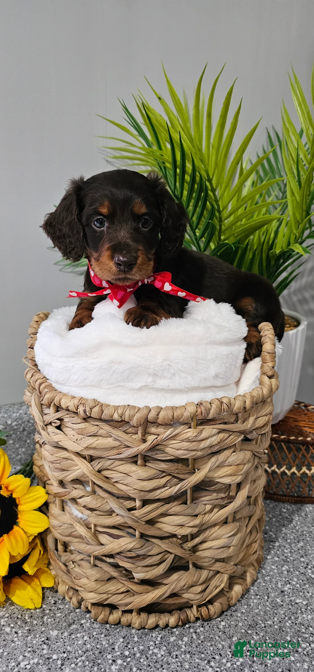 Miniature Dachshund dogs for sale: Tater Tot - Ad 2