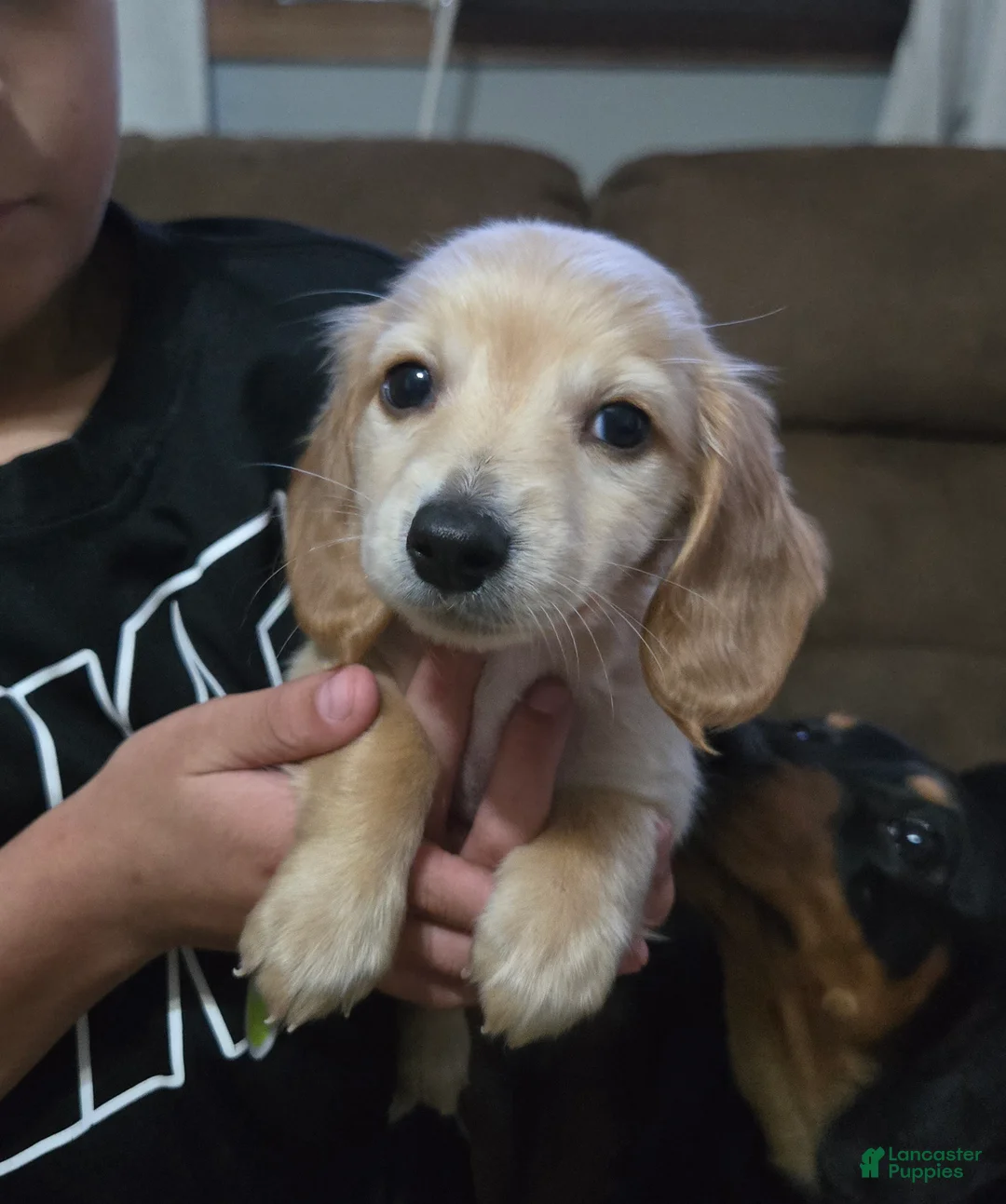 Dachshund dogs for sale: Dachshund 1 - Ad 2