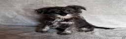Miniature Schnauzer dogs for sale: Riley - Ad 1