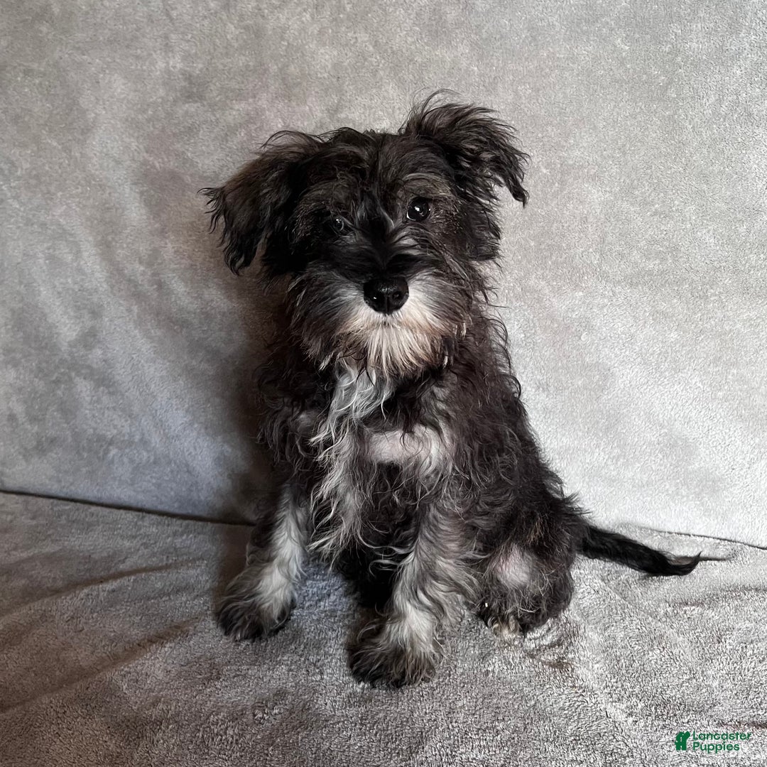 Miniature Schnauzer dogs for sale: Riley - Ad 1