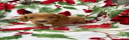Miniature Dachshund dogs for sale: Ella - Ad 4