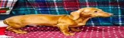 Miniature Dachshund dogs for sale: Ronnie - Ad 7