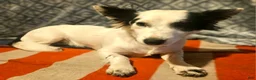 Chihuahua dogs for sale: Elmo (Fully Trained) - Ad 14