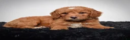 Mini Goldendoodle dogs for sale: Ms. Alice - Ad 6