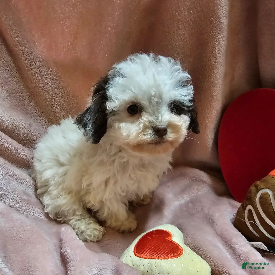 Cockapoo dogs for sale: Sparkle - Ad 4