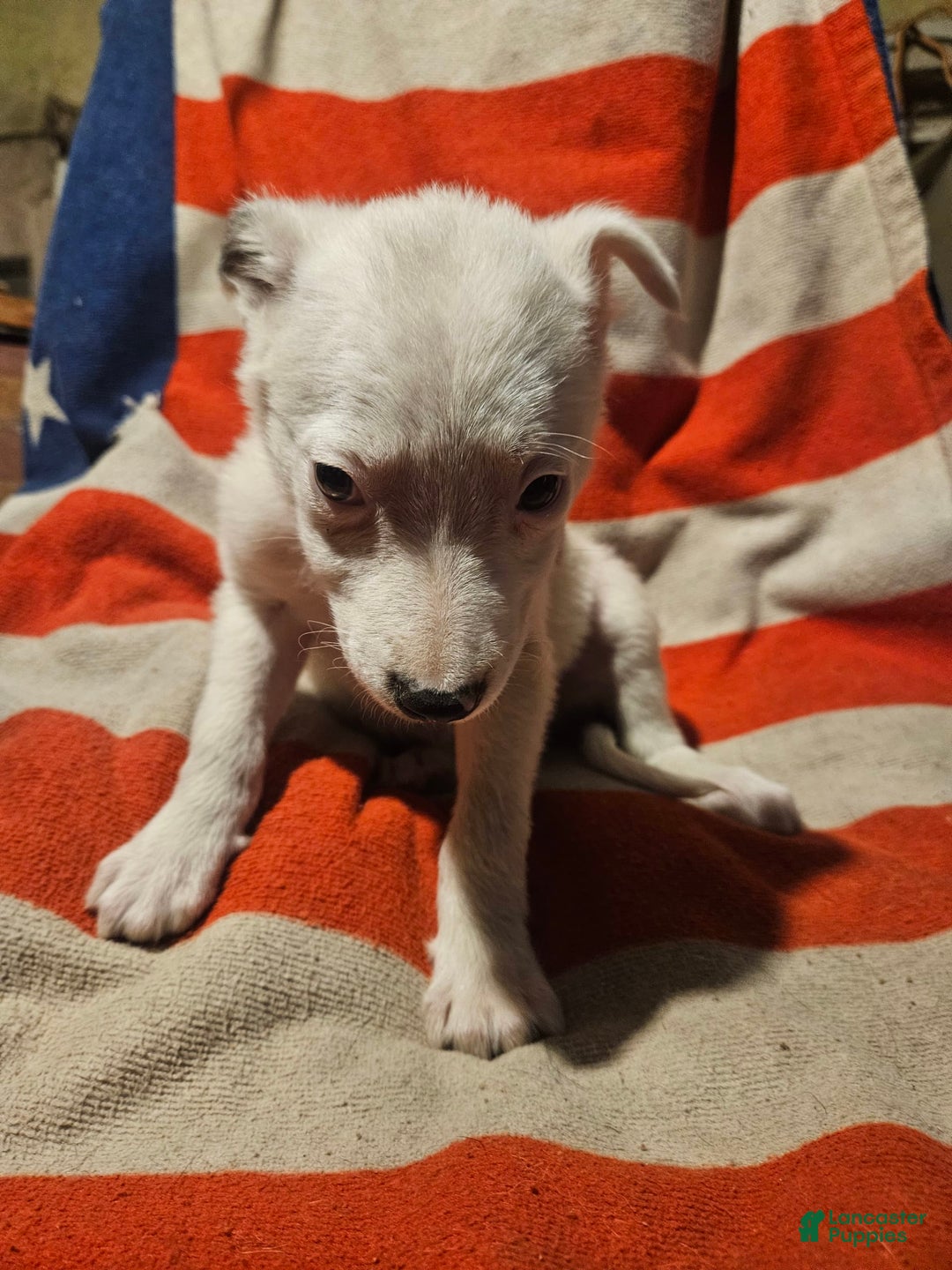 Border Collie dogs for sale: Dreami (Runt) - Ad 35