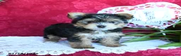Yorkshire Terrier dogs for sale: Sheila - Ad 4