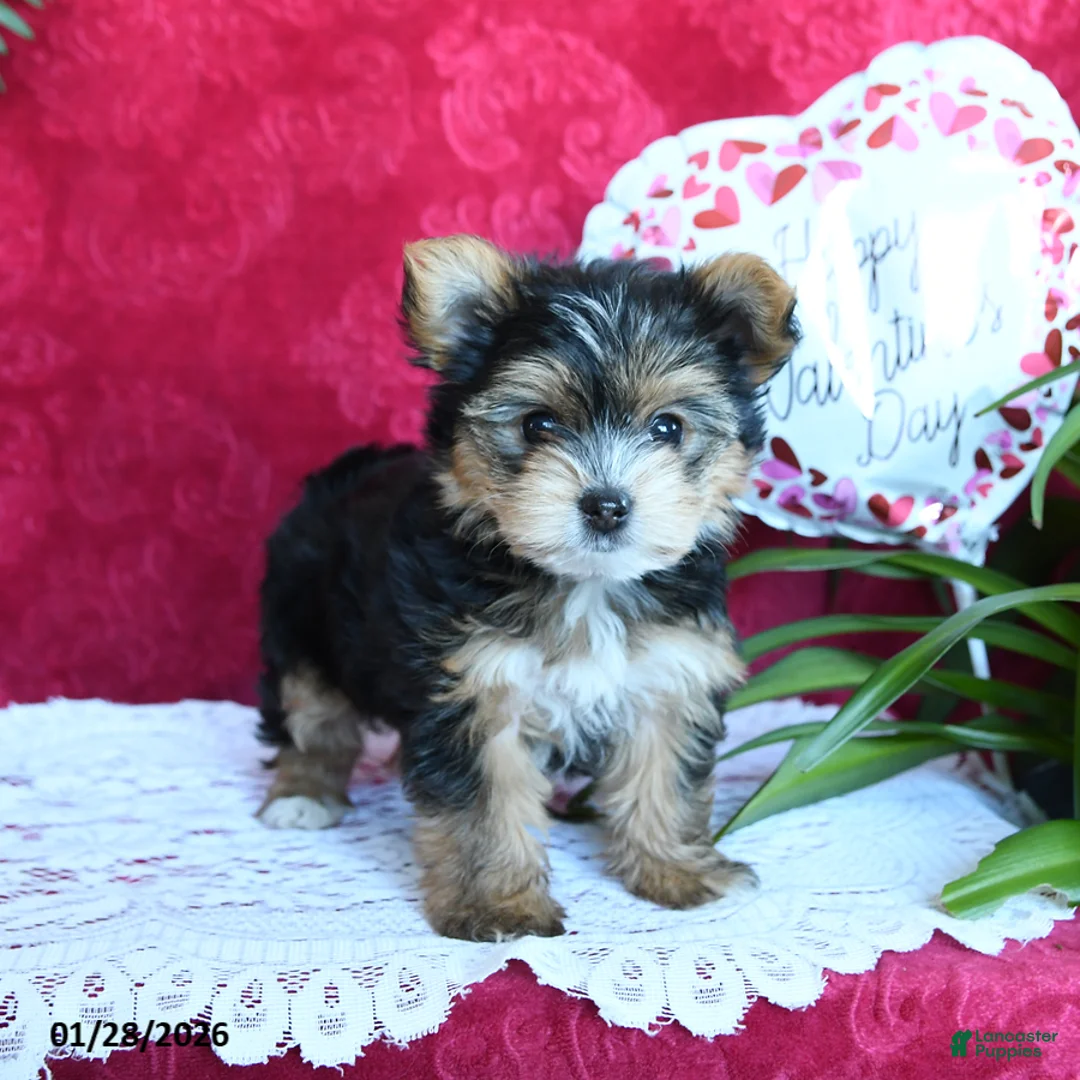 Yorkshire Terrier dogs for sale: Sheila - Ad 4