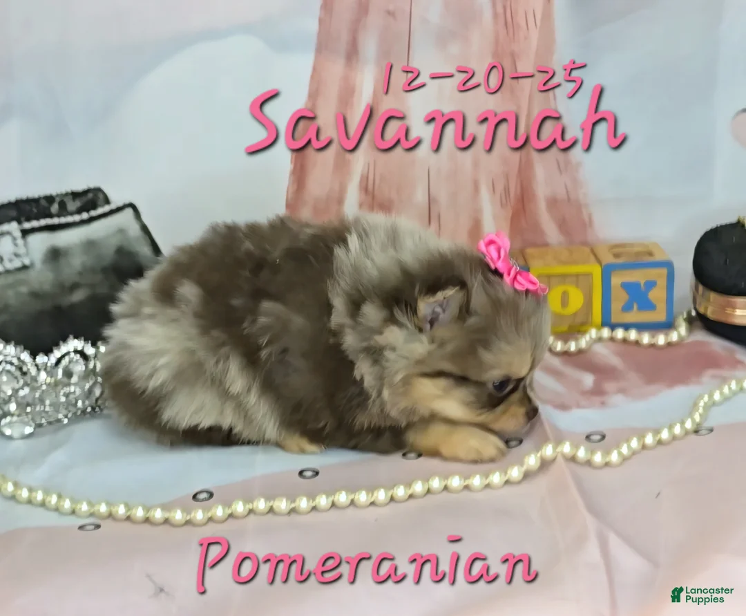 Pomeranian dogs for sale: Savannah Pomeranian Puppy 2 - Ad 5
