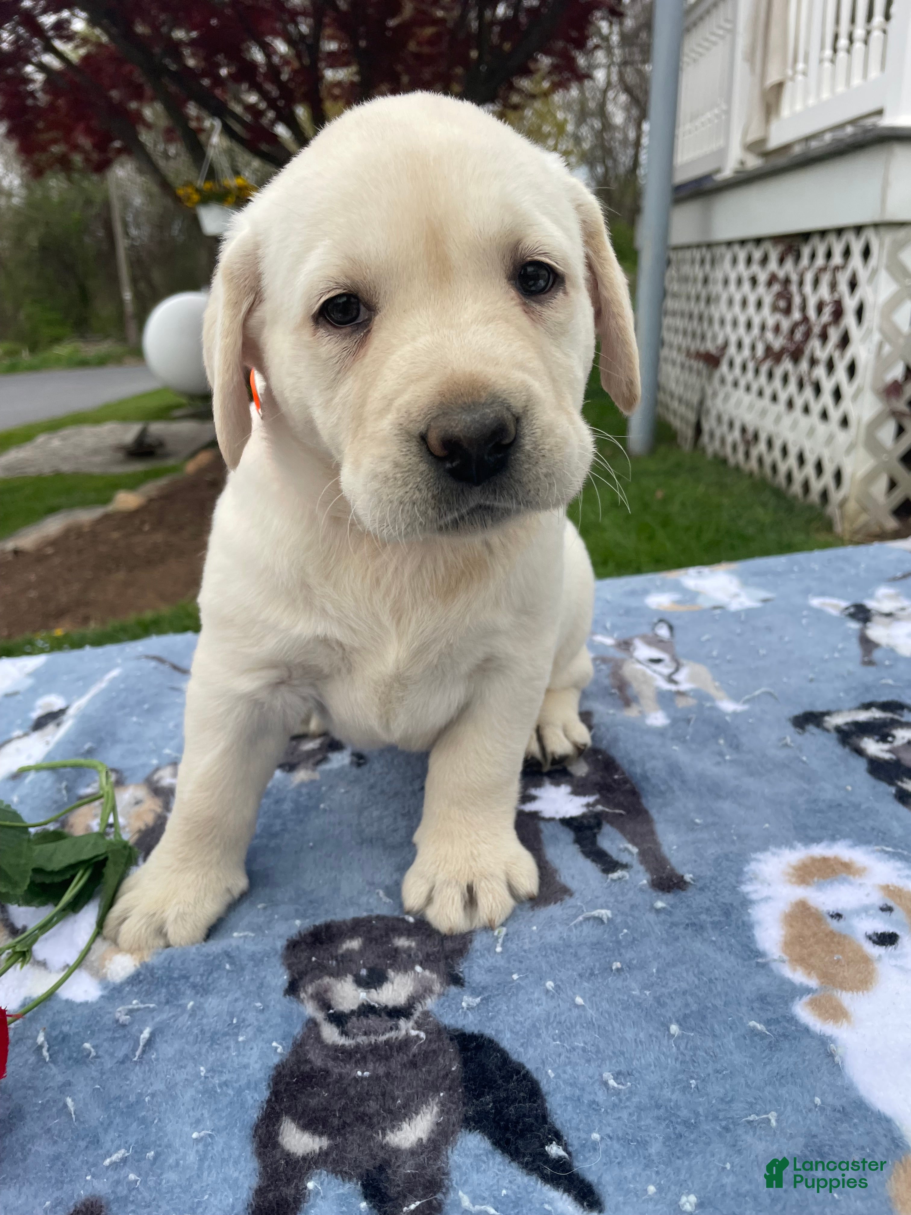 Labrador Retriever dogs Ivory - Ad 20