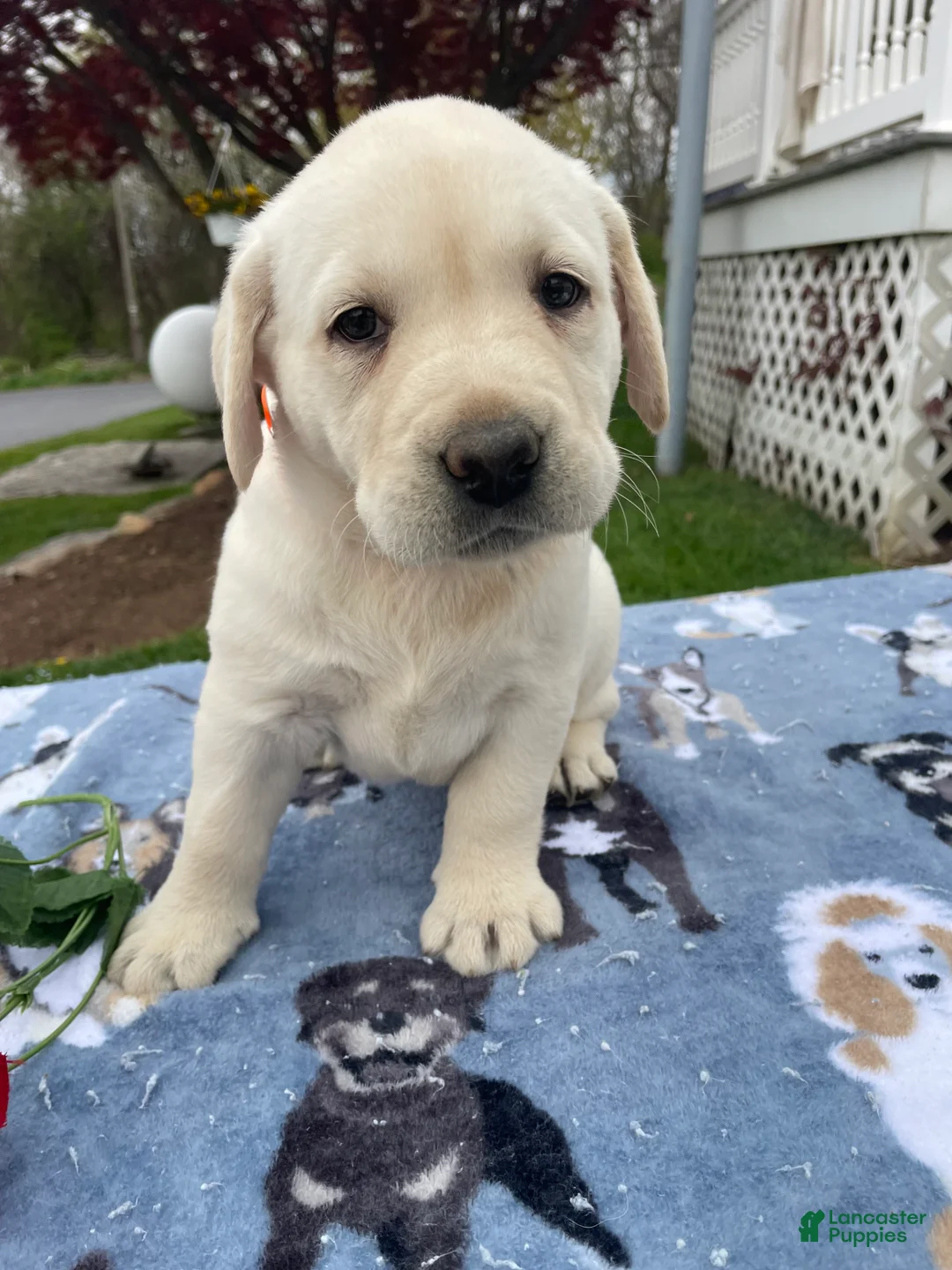 Labrador Retriever dogs for sale: Ivory - Ad 1