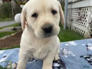 Labrador Retriever dogs Ivory - Ad 20