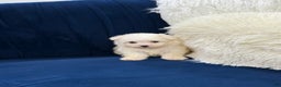 Maltese dogs for sale: Maltese  - Ad 4