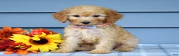 Goldendoodle dogs for sale: Olivia - Ad 6