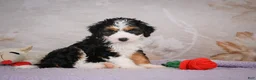 Mini Bernedoodle dogs for sale: Bella - Ad 3