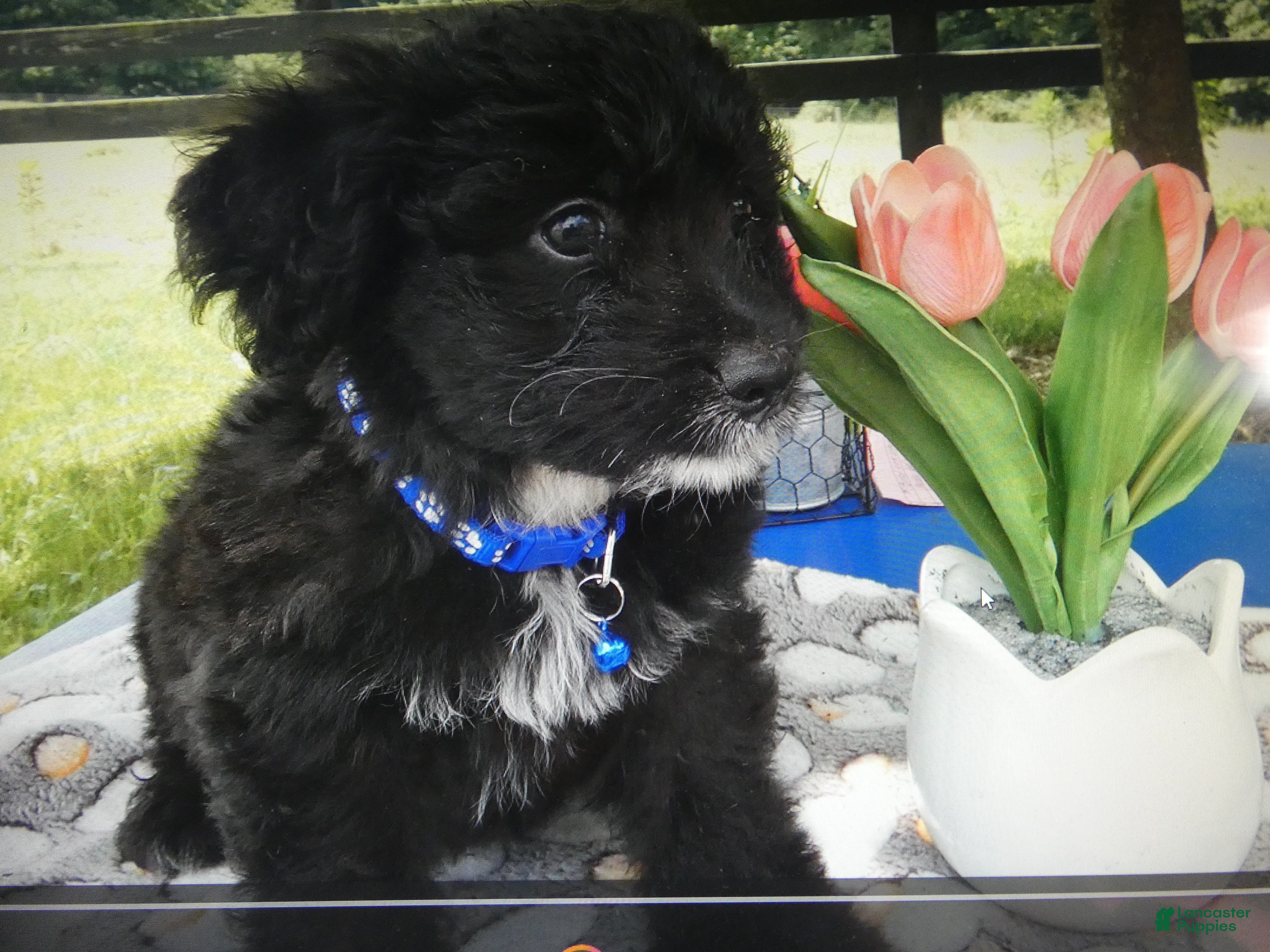 Mini Aussiedoodle dogs Mini Aussiedoodle 6 Blue - Ad 39