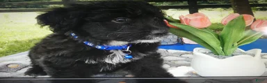 Mini Aussiedoodle 6 Blue