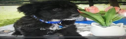Mini Aussiedoodle dogs for sale: Mini Aussiedoodle 6 Blue - Ad 1