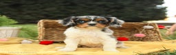 Cavalier King Charles Spaniel dogs for sale: Slate - Ad 8