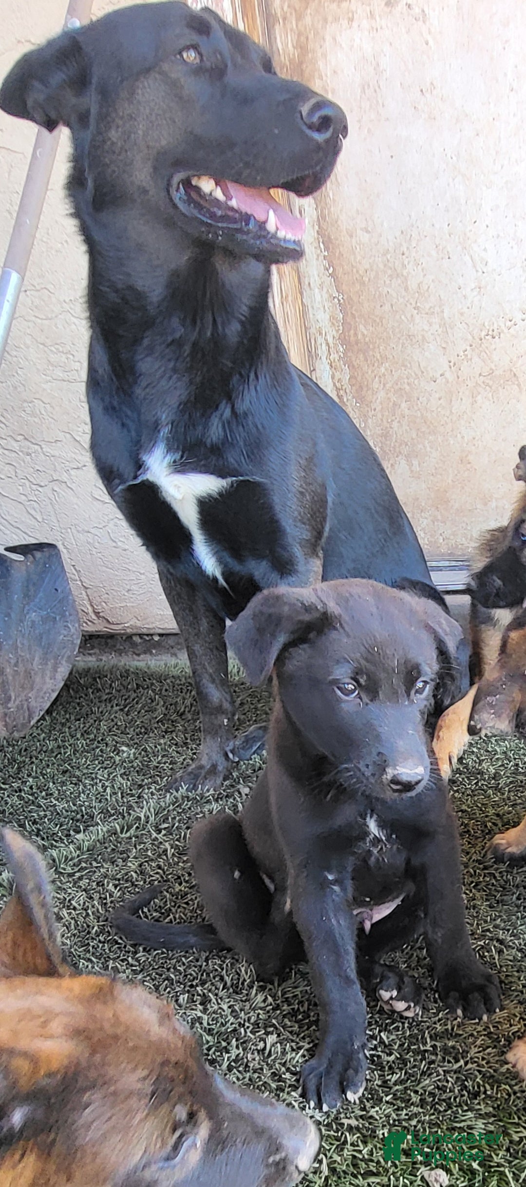 Mixed Breed dogs for sale: Mixed Breed Puppy 1 - Ad 5