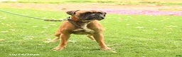 Boxer dogs for sale: Randy - Ad 3
