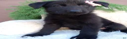 German Shepherd dogs for sale: Raven  - Ad 4