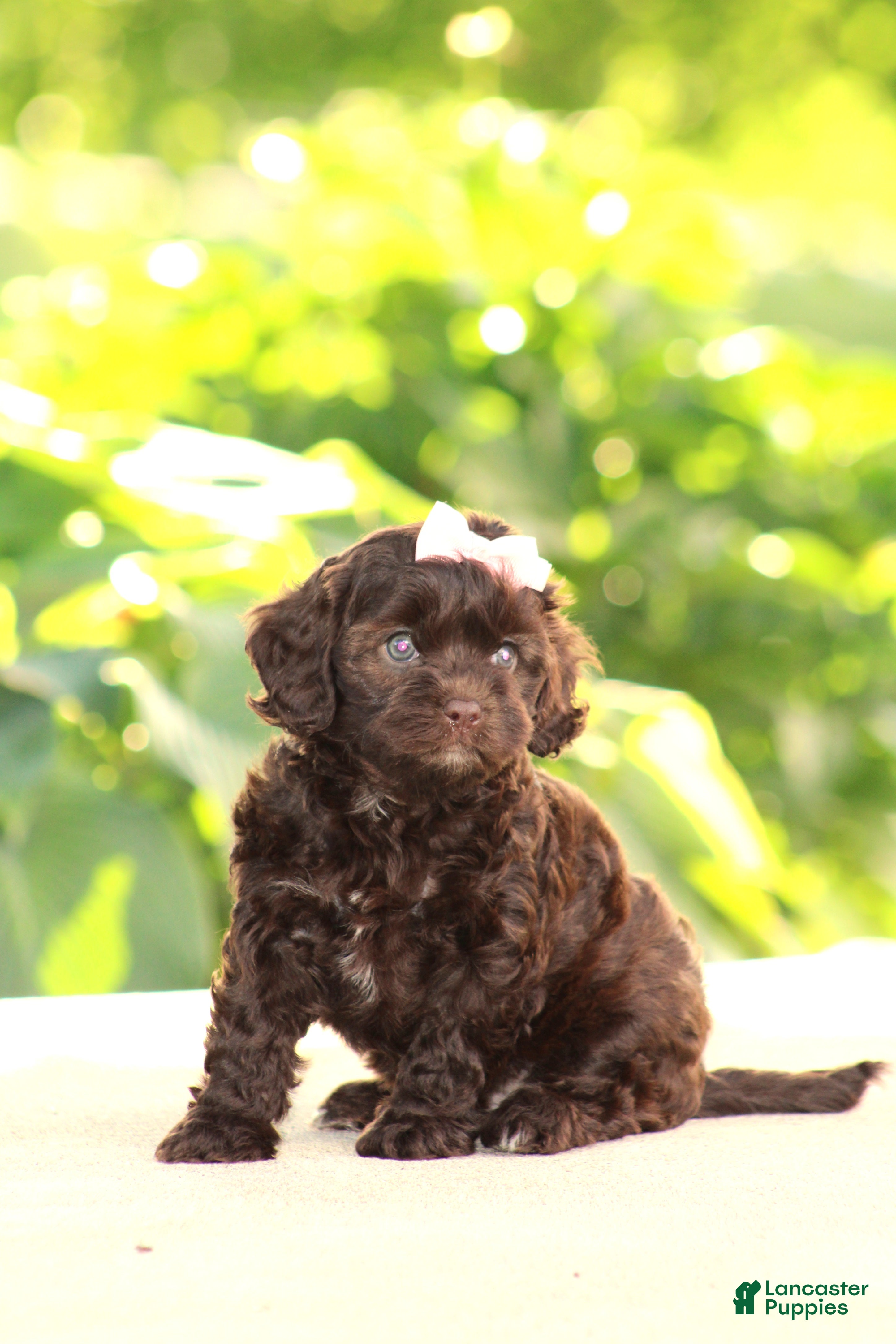 Cavapoo dogs Ariel - Ad 1