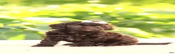 Cavapoo dogs for sale: Ariel - Ad 1
