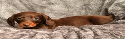 Miniature Dachshund dogs for sale: Jose - Ad 8