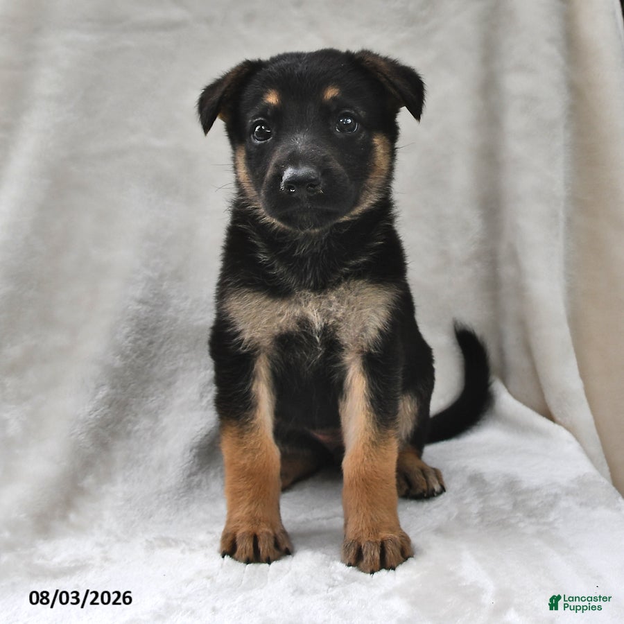 German Shepherd dogs for sale: Hazel - Ad 1