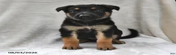 German Shepherd dogs for sale: Hazel - Ad 1