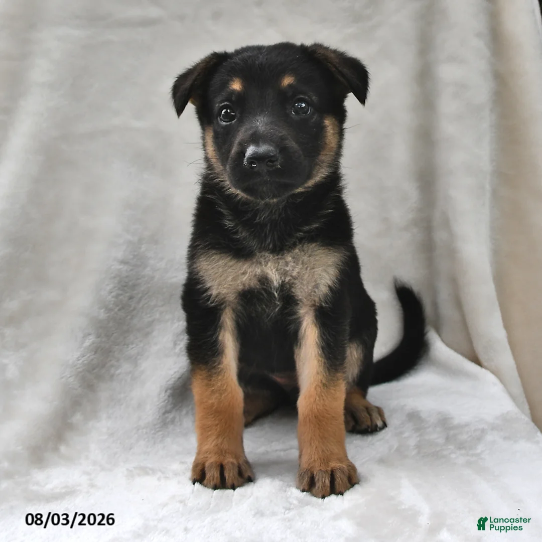 German Shepherd dogs for sale: Hazel - Ad 1