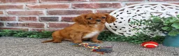 Cavalier King Charles Spaniel dogs for sale: Digger - Ad 4