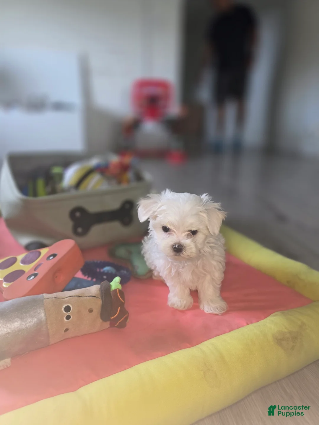 Maltese dogs for sale: 🐾 Male Maltese Puppy – Playful, Charming & Tiny - Ad 12